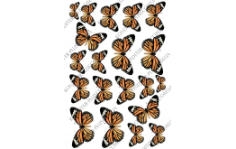 бабочки тигровые