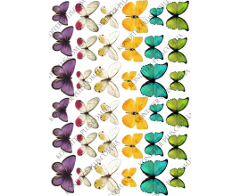 бабочки разноцветные